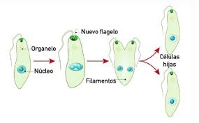 Fission is the division of a single entity into two or more parts, which regenerate into separate entities that resemble the original. What Is Binary Fission Whatmaster