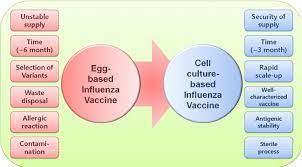 Cell Based Influenza Vaccines As An Alternative To Egg Based Vaccines Journal Of Science And Technology Law