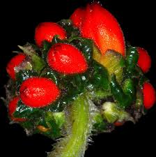 Image result for Costularia