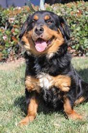 Rottweiler german shepherd mix (german rottie). 25 Corgi Weilers Ideas Corgi Breeds Rottweiler
