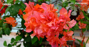 Bunga satu ini memang sudah lama dipercaya sebagai tanaman pembawa hoki di 15 Daftar Tanaman Pembawa Keberuntungan Dan Kekayaan Berlimpah