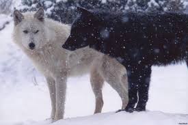 White Wolf Black Wolf A Cherokee Story And Other Poetry By Dusty Grein Society Of Classical Poets Wolf Pictures Wolf Dog Black Wolf