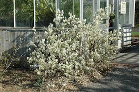 Image result for Amelanchier alnifolia