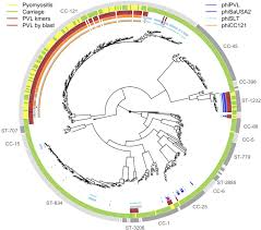 Keine bildung von koagulase und anderen. Panton Valentine Leucocidin Is The Key Determinant Of Staphylococcus Aureus Pyomyositis In A Bacterial Gwas Elife