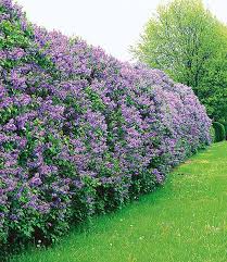 Pin On English Garden