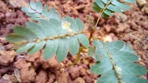 Image result for Phyllanthus pinnatus