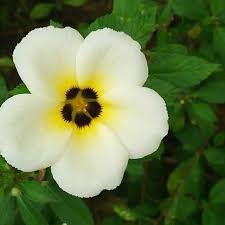 Maybe you would like to learn more about one of these? I Love You Like The Morning Loves The Flowers That Bloom Steemit