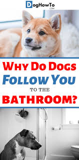 Why Do Dogs Follow You To The Bathroom Dog Behavior Dogs Dog Sleeping Positions