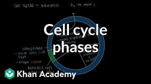 The cell cycle coloring worksheet : Cell Cycle Phases Video Cells Khan Academy