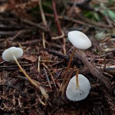 Image result for Strobilurus conigenoides