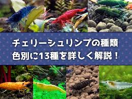 たなごGo！