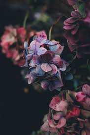 Aesthetic flower wallpapers for free download. Flower Wallpapers Free Hd Download 500 Hq Unsplash