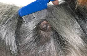 Dogs are so good at it that they can detect it at a very early stage. Skin Cancer In Dogs Pet Symptoms Guide