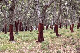 Image result for Quercus suber