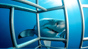 Shark Cage Diving Etiquette: Essential Do's and Don'ts