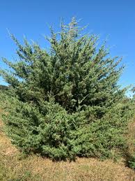 13' x 13' = 258 trees per acre 12' x 12' = 303 10' x 10' = 431 8' x 8' = 681. Eastern Red Cedar Windbreak Trees
