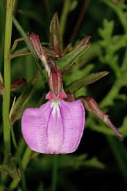 Image result for Afrohybanthus enneaspermus