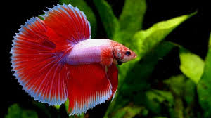 Only some species are compatible. Fish That Can Live With Bettas Fish Care