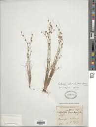 Image result for Ascolepis capensis