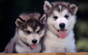 2,023 likes · 24 talking about this. Cute Husky Puppies With Quotes Quotesgram