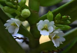 Image result for Calyptrochilum