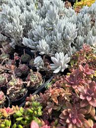 Image result for Caputia