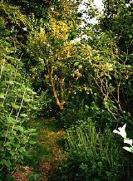 4 hectares de forêt aménagée et jardinée depuis 2015. Jardin Foret Wikipedia