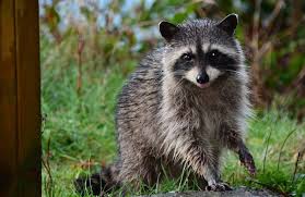 When that sun goes, down out comes all. 10 Natural Ways To Get Rid Of Raccoons Safely From Your Yard And Attic