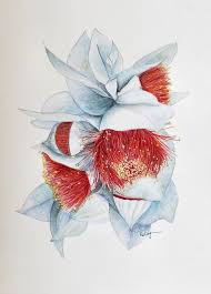 Gum Flowers Eucalyptus Macrocarpa Water Colour Watercolor Flower Art Flower Art Watercolor Flowers