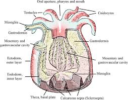 Image result for Scleria globonux