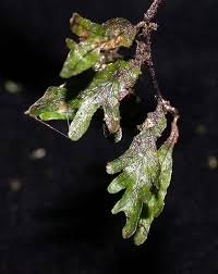 Image result for Didymoglossum