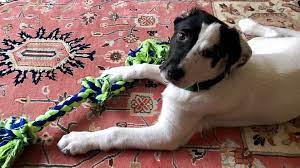 Profit from trades using our values! We Needed Each Other In This Crazy Mess Is The Pandemic A Good Time To Rescue A Dog Marketwatch