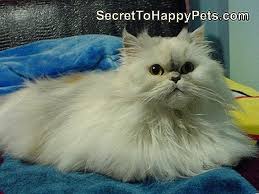 Kedilerde Sicak Kulaklar Tr Secrettohappypets Com