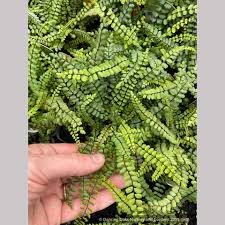 Image result for Asplenium markusbeckeri