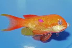 Gas Bubble Disease Fish Eye Fish Fish Pet Pets