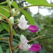 Image result for Impatiens gesneroidea