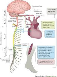Image result for Spinal Shock