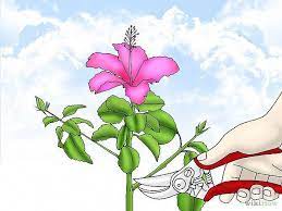 Hibiscus Flower Benefits In Telugu Hibiscus Hibiscus Tree Growing Hibiscus Hibiscus Plant
