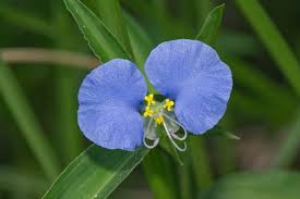 Image result for Commelina nyasensis