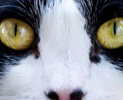 Pin On Tuxedo Cats