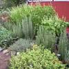 Say 'buon giorno' to classic italian herbs you can grow just as easily in pots as in the summer. 1