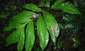 Image result for Tectariaceae