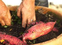 Check spelling or type a new query. Comment Cultiver La Patate Douce En Pot Sur Son Balcon Cultiver Patate Douce Culture Patate Douce Et Patate Douce