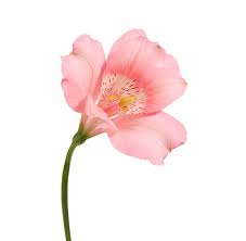 Alstroemeria Stock Photo - Download Image Now - Flower, Cut Out, White Background - iStock