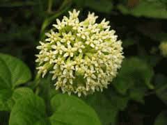 Image result for Cynanchum gerrardii