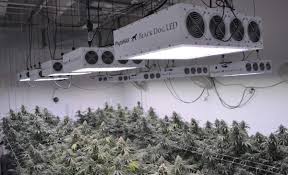 Led grow lights are more energy efficient. Black Dog Led Combines Spectrum And Power Creating Ideal Lights For Plant Growing Ledinside