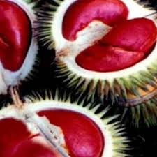 Bukan cuma buahnya yang dibandrol dengan harga tinggi, bibit durian merah pun harganya lumayan. Jual Buah Durian Merah Murah Harga Terbaru 2021