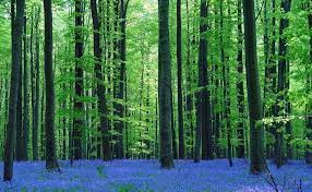 Top gambar kartun pemandangan hutan kolek gambar top gambar kartun pemandangan hutan animasi adalah salah satu foto yang unik serta bahkan ada juga yang suka pada animasi dari foto itu nggak bagi kaum anak kecil saja dewasa pun tidak mau ketinggalan dengan masih mencari foto. 17 Pemandangan Indah Hutan 8 Hutan Indah Di Seluruh Dunia Bagai Di Negeri Dongeng Download Gambar Pohon Jalan Outdoor Blue Forest Beautiful Forest Forest