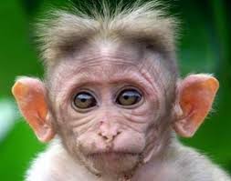 Very Funny Animal Faces Monkeys Funny Funny Animal Faces Animal Pictures