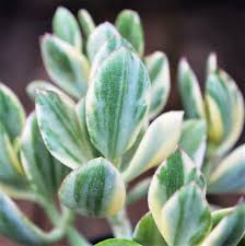 Image result for Crassula vaginata